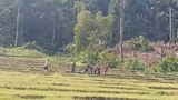 နောင်မွန်မှာ စက်သုံးဆီပြတ်လပ်မှုကြောင့် လူနဲ့ လယ်ထွန်နေရ