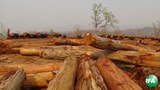 logging-620.jpg