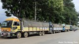 illegal-cow-622.jpg