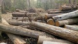 logging-arrest-620.jpg