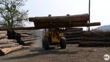 logging-620.jpg
