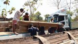illegal-logging-mon-620.jpg