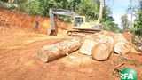 illgeal-logging-620.jpg