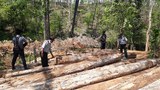 illegal-wood-622.jpg