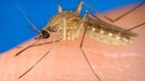 mosquito-culex-tritaeniorhynchus-305