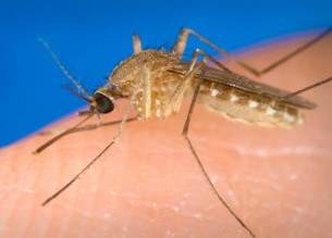 mosquito-culex-tritaeniorhynchus-305 mosquito-culex-tritaeniorhynchus-305