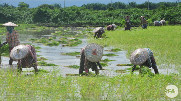 ကောက်စိုက်နေတဲ့ လယ်သမားတွေကို တွေ့ရစဉ်