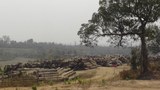 logging-622.jpg