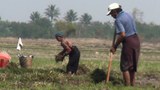 ကယားဒေသ နွေစပါးစိုက်ဧက ငါးပုံတစ်ပုံသာ ဒီနှစ်စိုက်ပျိုးနိုင်မည်
