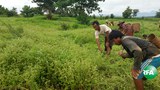 lawpita-farmers-620.jpg