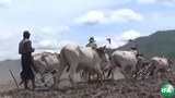 farmers-prostet-305