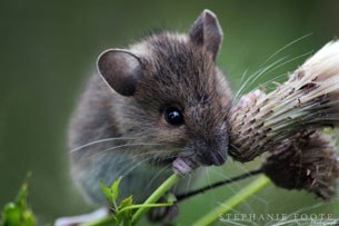 mouse-305.jpg mouse-305.jpg