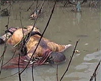 murdered_monk_200px.jpg murdered_monk_200px.jpg