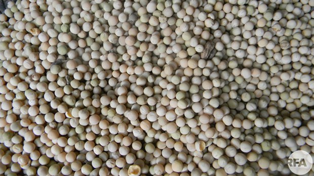 bean-622