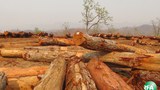 logging-620.jpg