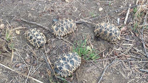 myanmar-star-tortoise-622.jpg myanmar-star-tortoise-622.jpg