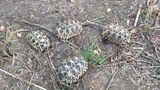 myanmar-star-tortoise-622.jpg