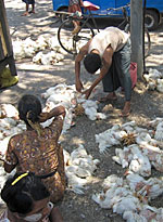 chicken_vendor_A_150px.jpg chicken_vendor_A_150px.jpg
