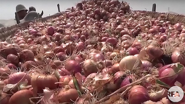 onion-622.jpg