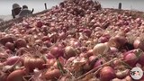 onion-622.jpg