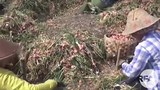 onion-622.jpg