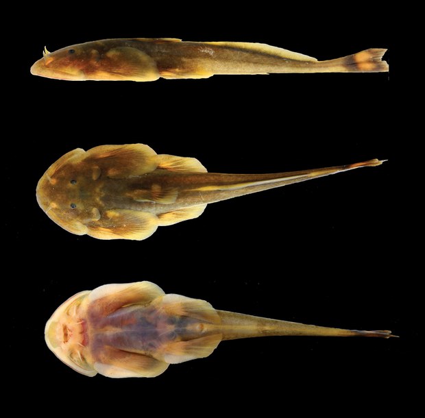 oreoglanis-hponkanensis-620.jpg oreoglanis-hponkanensis-620.jpg
