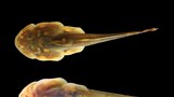 oreoglanis-hponkanensis-620.jpg