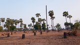 palm-tree-622.jpg