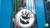 panda-workers-620.jpg