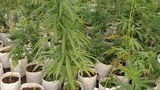 cannabis-622.jpg