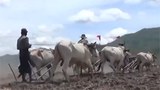 farmer-305