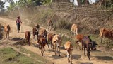 မြောက်ဦးမှာ လက်နက်စမ်းသပ်ဖို့အတွက် တောတောင်တွေကိုမသွားဖို့ ကျေးရွာအုပ်စု သုံးခုကို ညွှန်ကြားထား