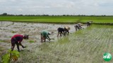 rakhine-farmer-620.jpg