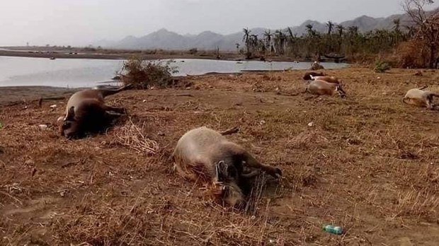 ရသေ့တောင်မှာ မုန်တိုင်းကြောင့် ကျွဲ၊ နွားအကောင်ရေ ထောင်နှင့်ချီ သေဆုံး ရသေ့တောင်မှာ မုန်တိုင်းကြောင့် ကျွဲ၊ နွားအကောင်ရေ ထောင်နှင့်ချီ သေဆုံး