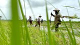 သတ်မှတ်ထားတဲ့ စပါးရည်ညွှန်းဈေး ပြင်ပစျေးကွက်နဲ့ လက်တွေ့မကျ