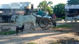 စစ်ကြောင်းထိုးလို့ ကန့်ဘလူဒေသခံ သုံးထောင်ကျော်ထွက်ပြေးနေရ