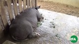 pig-demoso-622