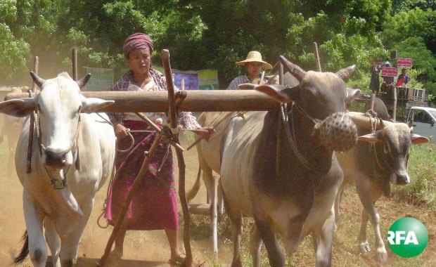 patheingyi-farmers-620.jpg patheingyi-farmers-620.jpg