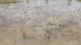 tanintharyi-farm-622
