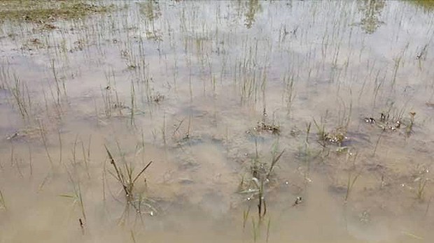 tanintharyi-farm-622