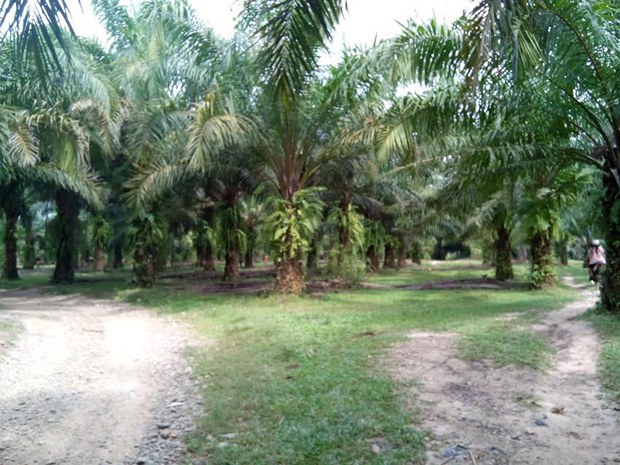 oil-palm-620.jpg oil-palm-620.jpg