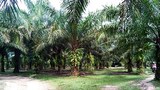 palm-622.jpg