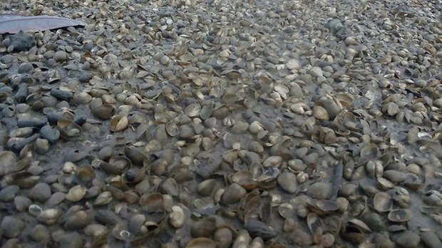 clam-622.jpg clam-622.jpg