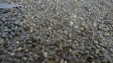 clam-622.jpg