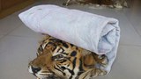 burma-tiger-620-z.jpg
