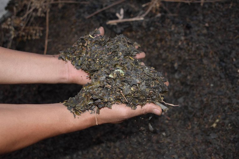 TNLA-Greentea leaves (2).jpg TNLA-Greentea leaves (2).jpg