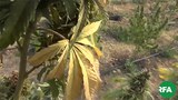 hemp-622