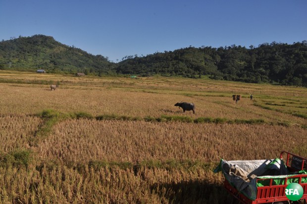 waingmaw-field-620.JPG waingmaw-field-620.JPG