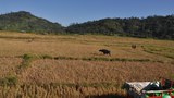 waingmaw-field-620.JPG