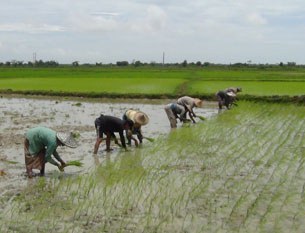 farmers-cultivate-305.jpg farmers-cultivate-305.jpg